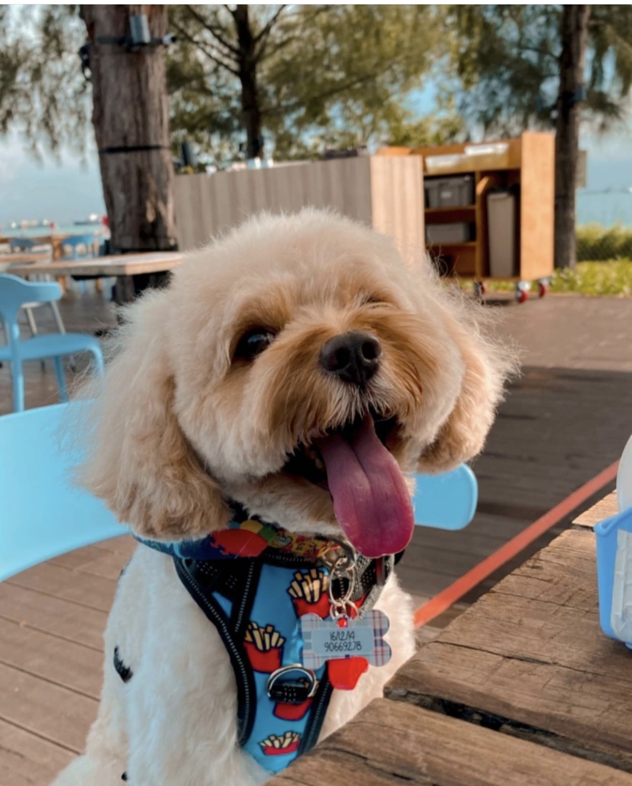 Stella Pet Friendly Alfresco